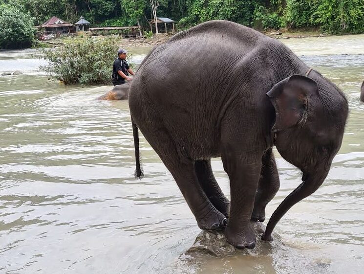 Elefantenbaby spielt im Wasser, Elefanten in Sumatra, Tangkahan, Indonesien