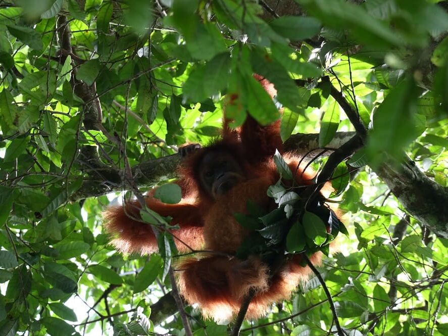 Indonesien Sumatra Orang Utan