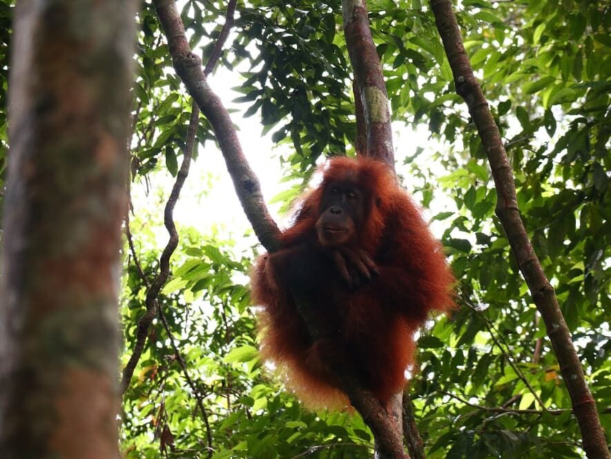 Indonesien, Sumatra, Bukit Lawang, Orang Utan weiblich