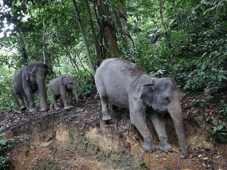 Indonesien - Elefanten in Sumatra, Tangkahan